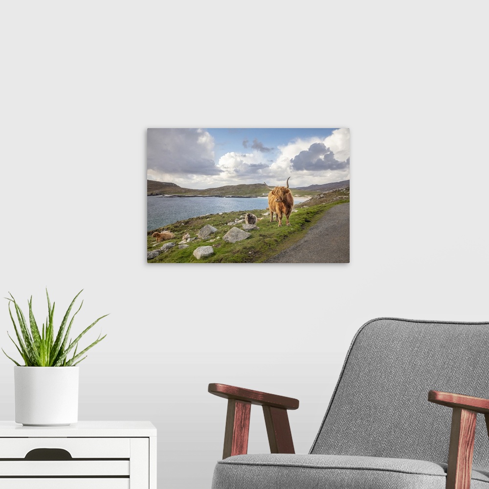 A modern room featuring Highland Cattle, Isle of Harris, Outer Hebrides, Scotland