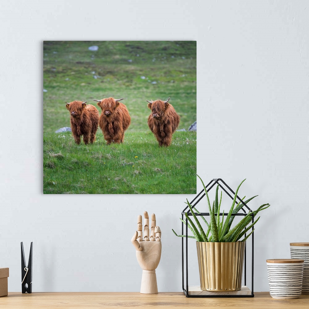 A bohemian room featuring Highland Cattle, Isle Of Lewis, Outer Hebrides, Scotland