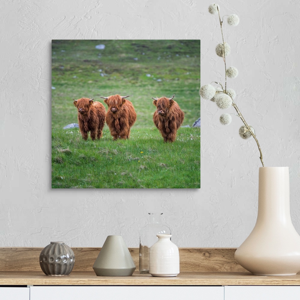 A farmhouse room featuring Highland Cattle, Isle Of Lewis, Outer Hebrides, Scotland