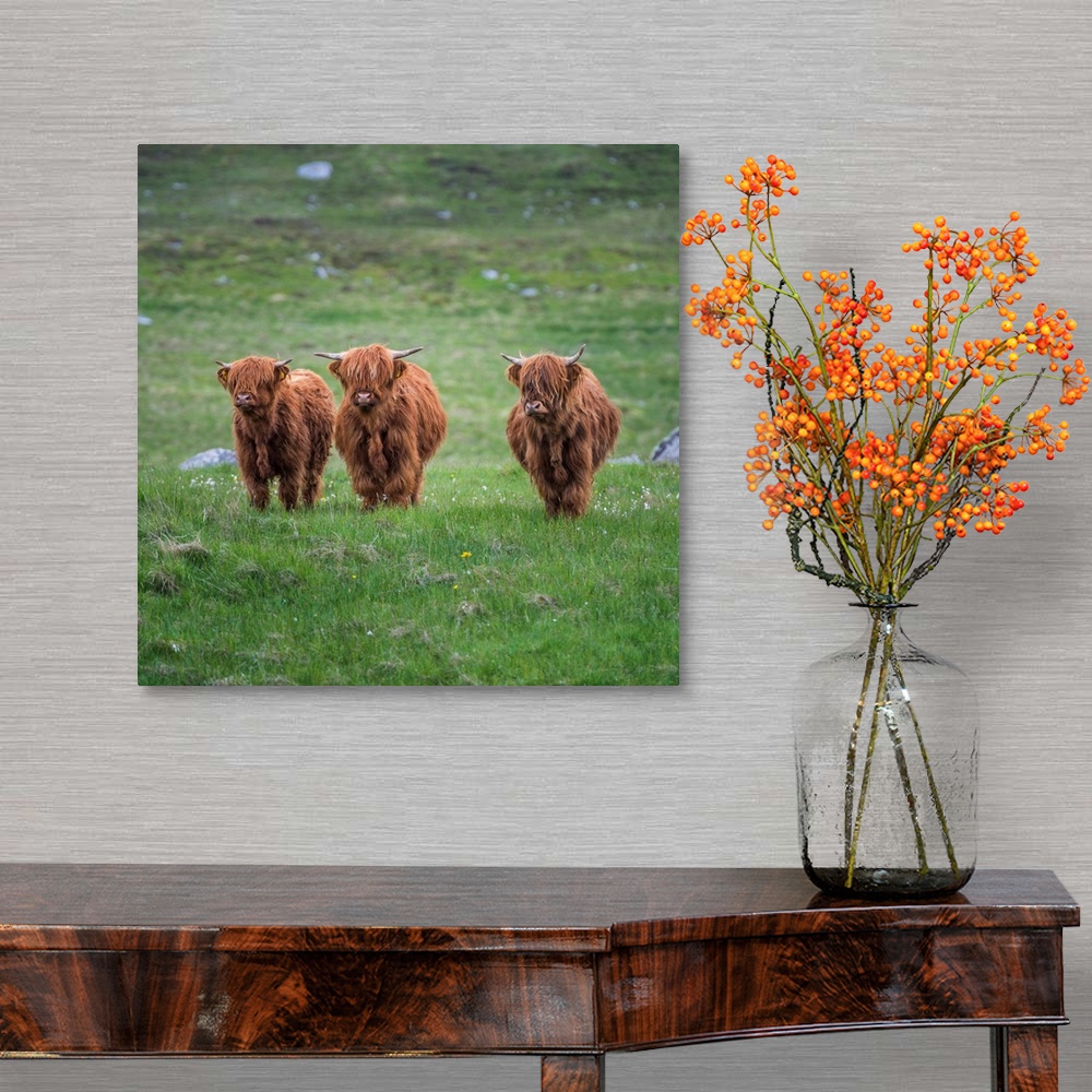 A traditional room featuring Highland Cattle, Isle Of Lewis, Outer Hebrides, Scotland