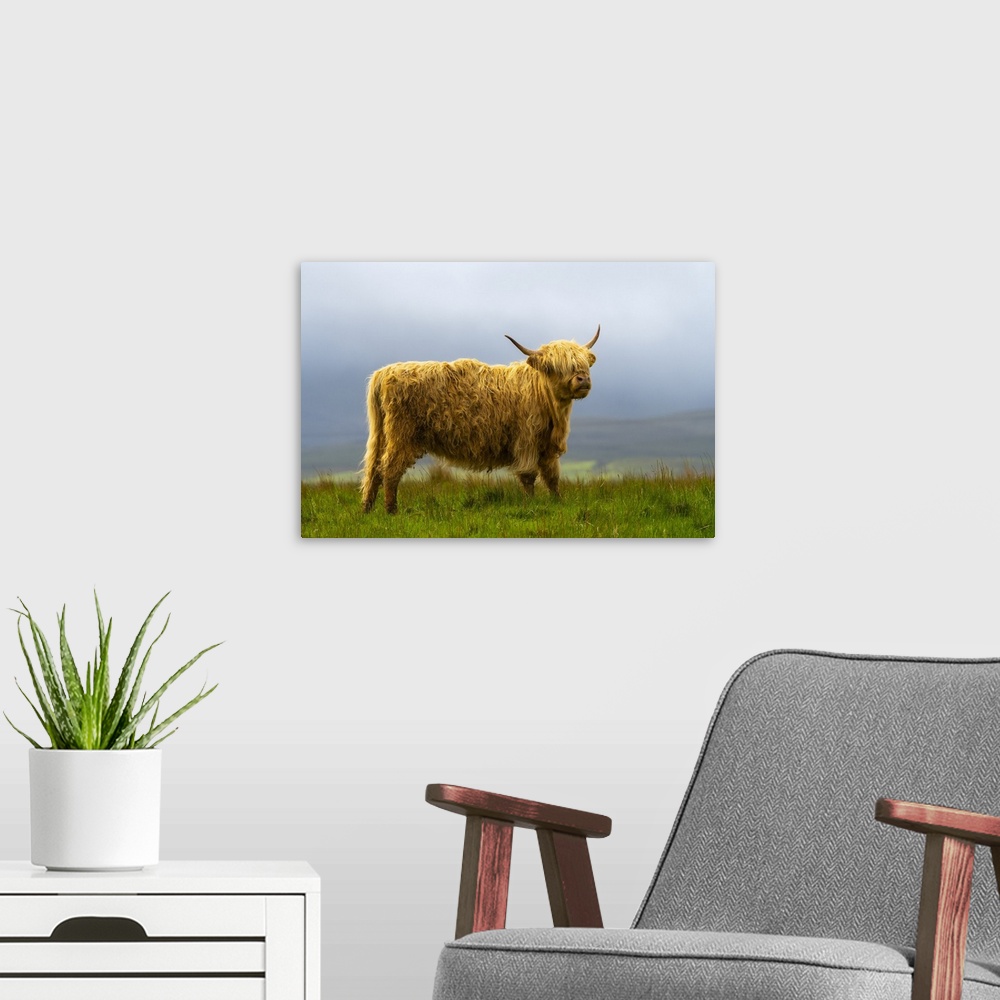 A modern room featuring Highland cattle on grassland, Digg, Isle of Skye, Scottish Highlands, Scotland, UK