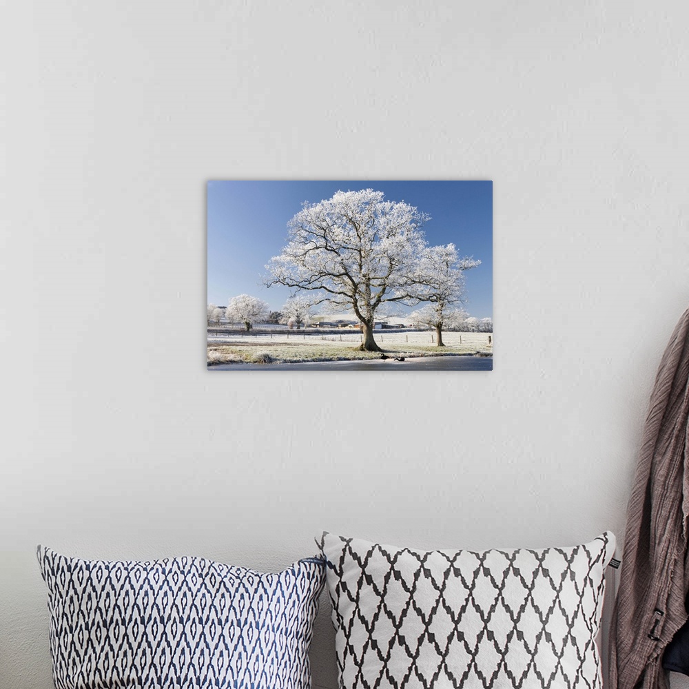 A bohemian room featuring Hoar frosted tree on the banks of a frozen lake, Morchard Road, Devon, England. Winter
