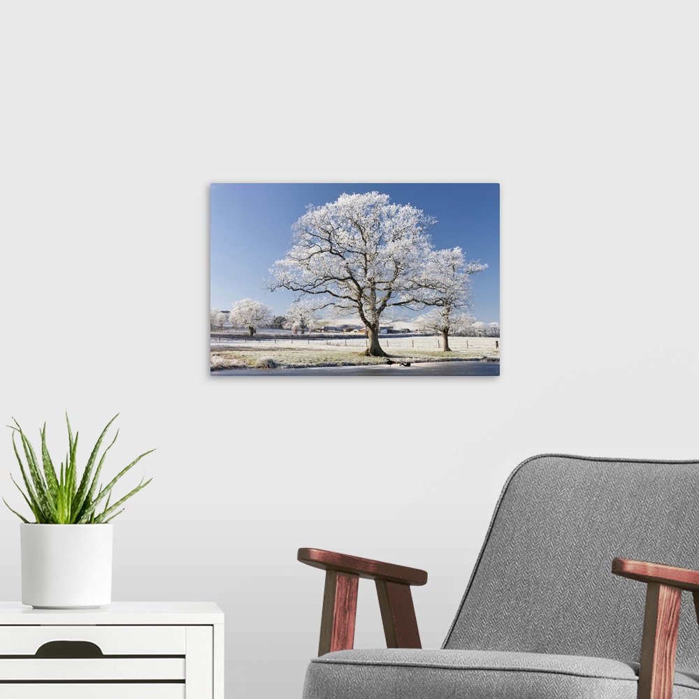 A modern room featuring Hoar frosted tree on the banks of a frozen lake, Morchard Road, Devon, England. Winter