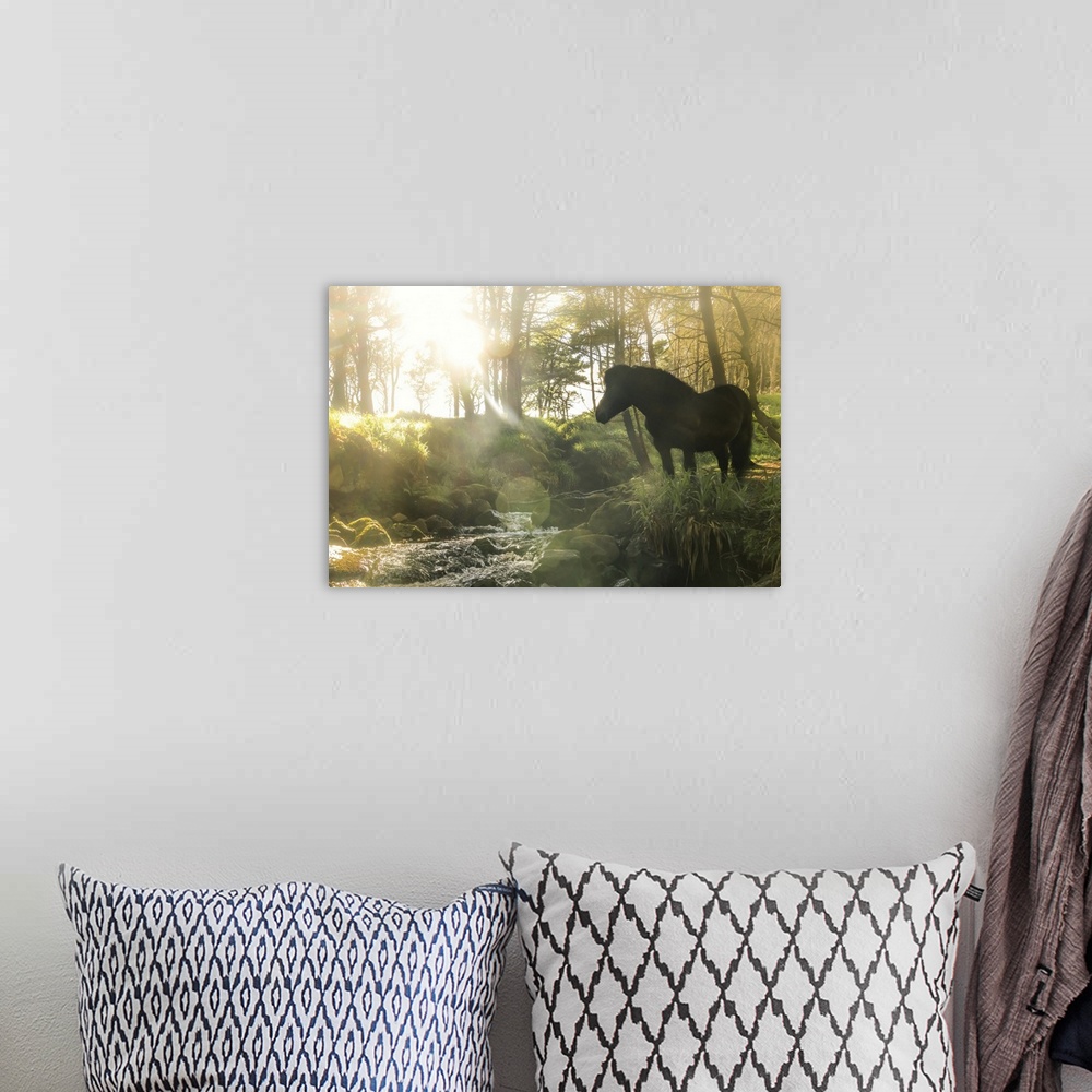 A bohemian room featuring A Faroese horse standing in front of a river in a wood in the village of Trongisvagur. Island of ...