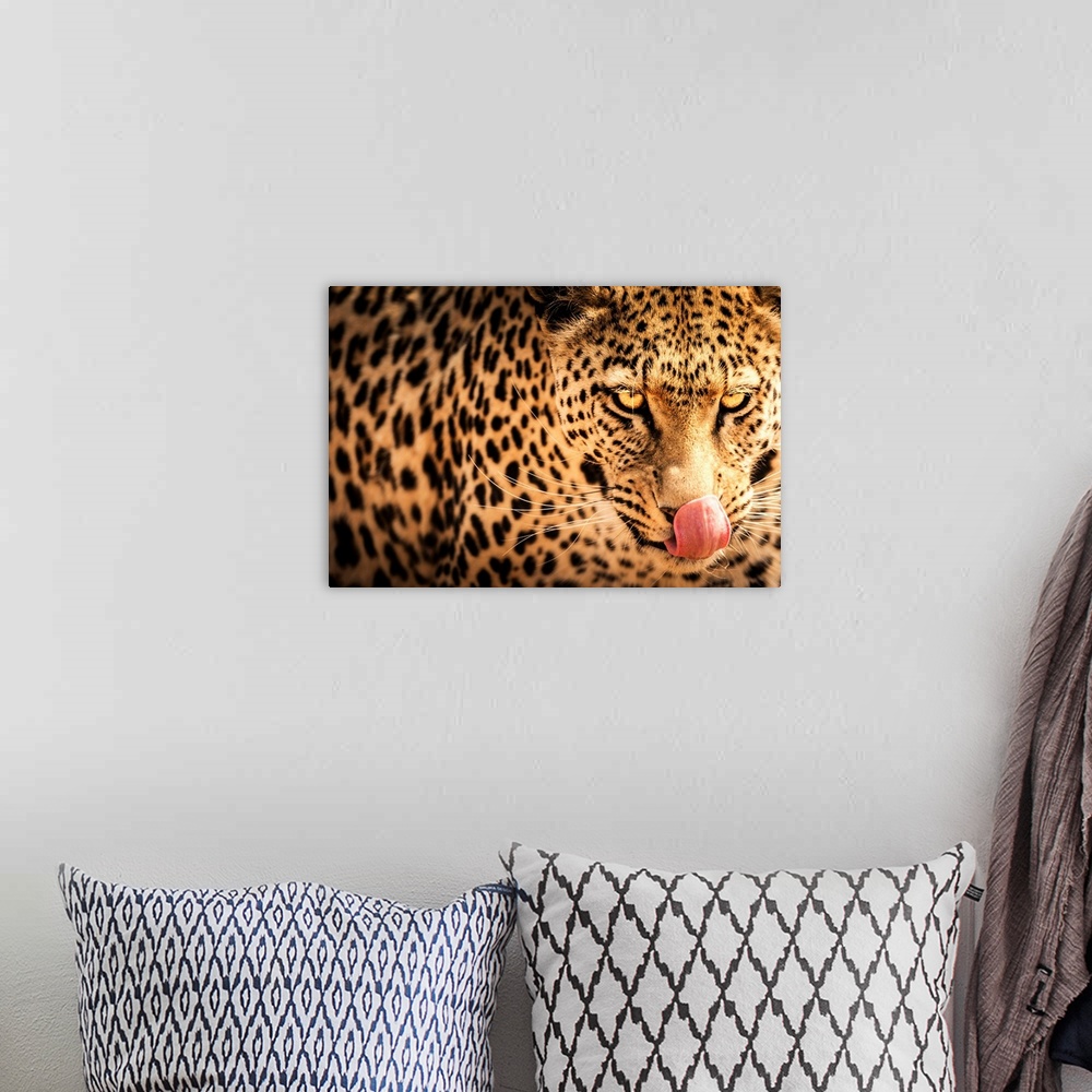 A bohemian room featuring Hungry leopard, Namibia
