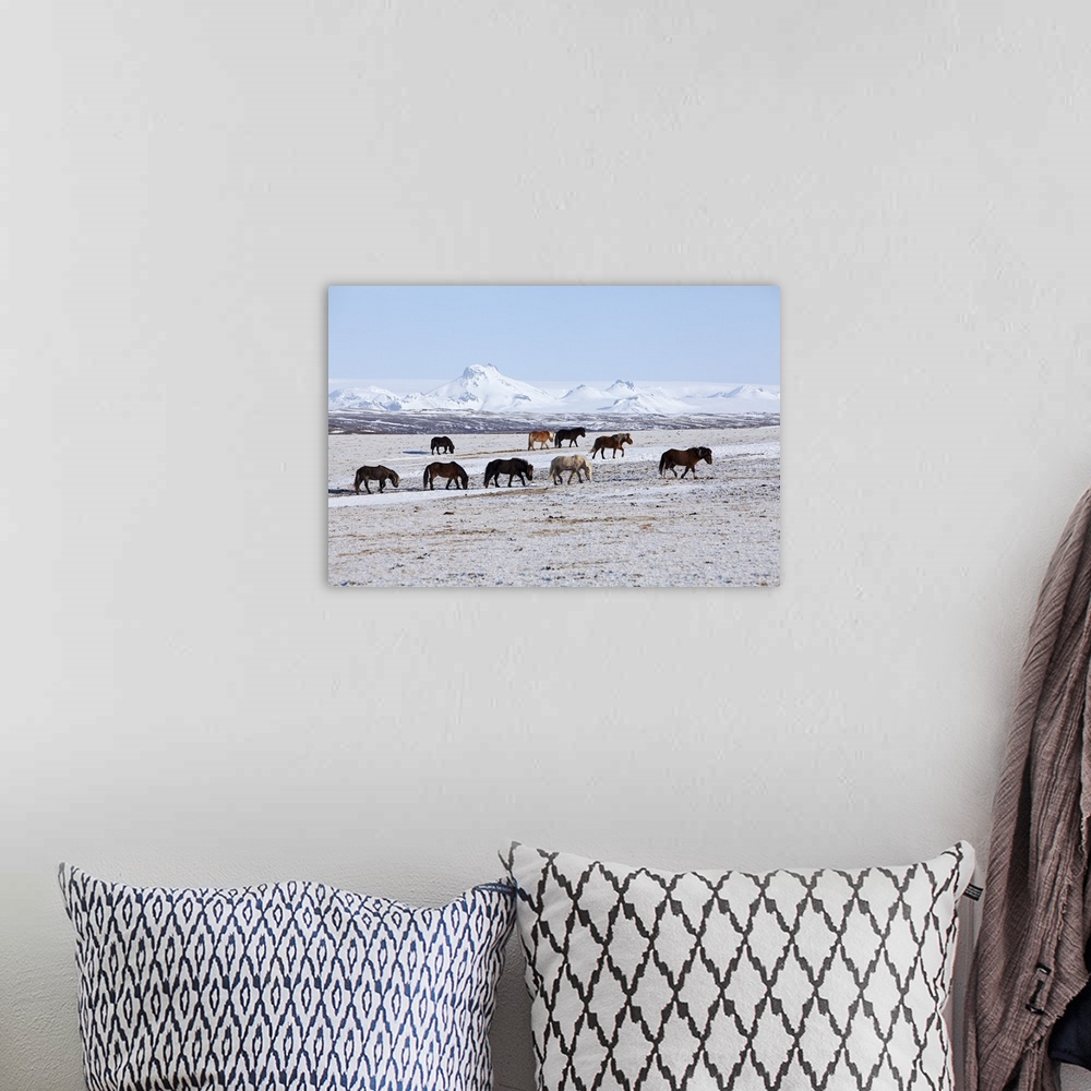 A bohemian room featuring Iceland, Geysir. Icelandic horses grazing in fields near Geysir.