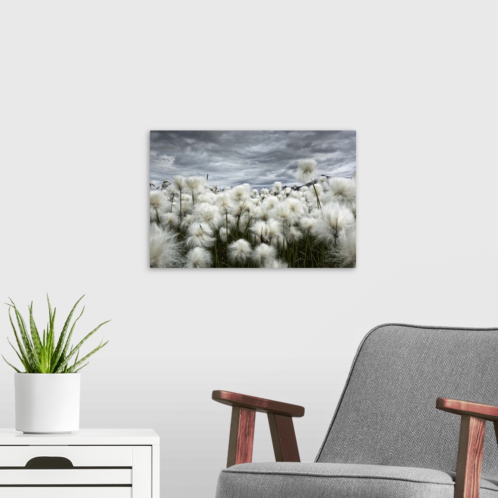 A modern room featuring Iceland , Landmannlaugar, Flowering of cottongrass and the Iceland sky, leaden and exciting.