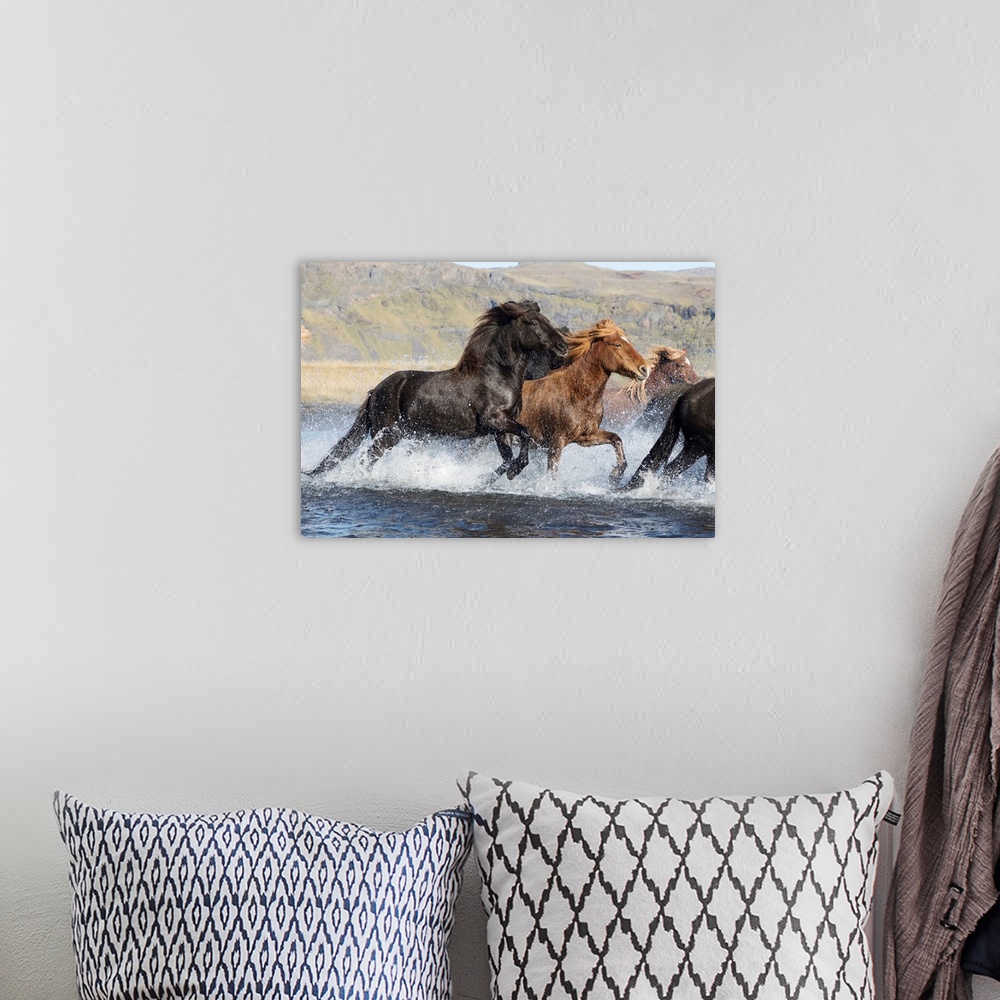 A bohemian room featuring Icelandic Horses Running Across A Glacial River, South Iceland.