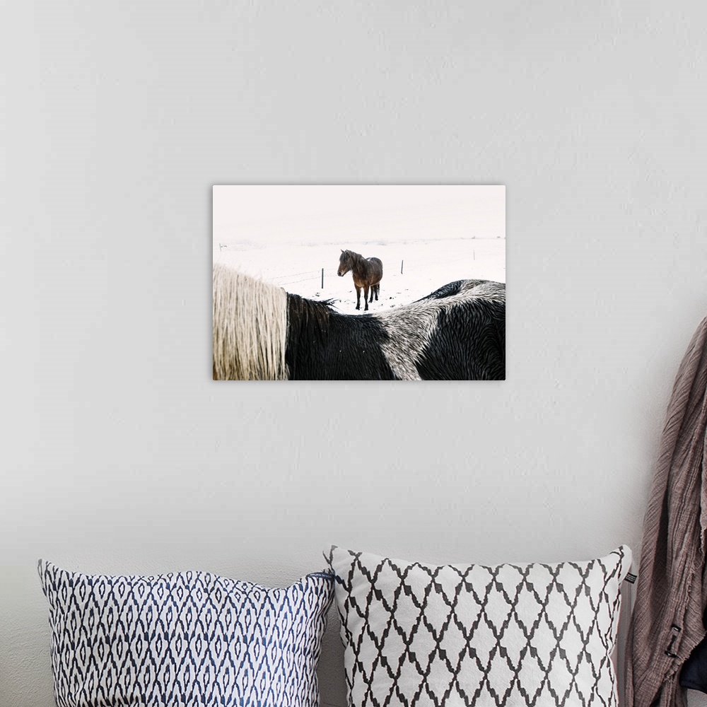 A bohemian room featuring Southern Iceland, Iceland, Northern Europe. Icelandic horses under the falling snow in winter.