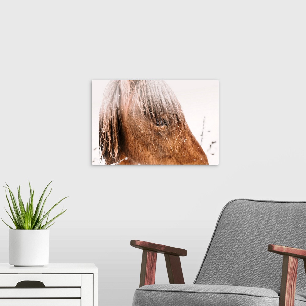 A modern room featuring Southern Iceland, Iceland, Northern Europe. Icelandic horses under the falling snow in winter.