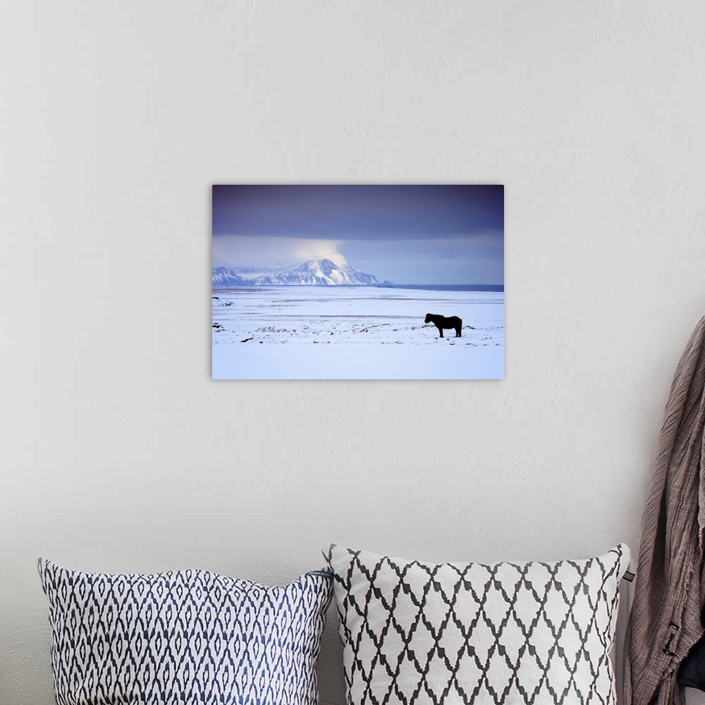 A bohemian room featuring Icelandic Pony In Winter, Iceland