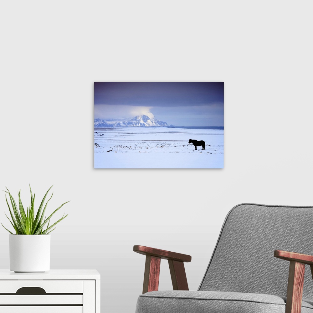 A modern room featuring Icelandic Pony In Winter, Iceland