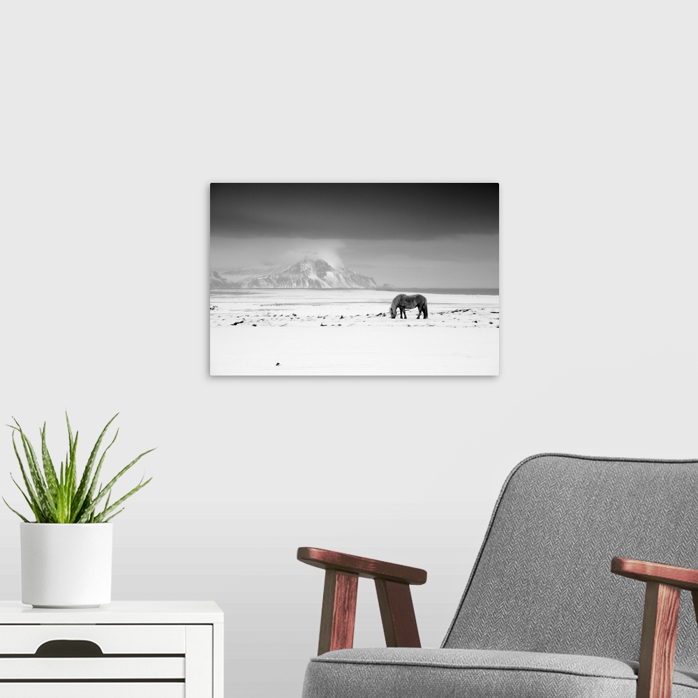 A modern room featuring Icelandic Pony In Winter, Iceland
