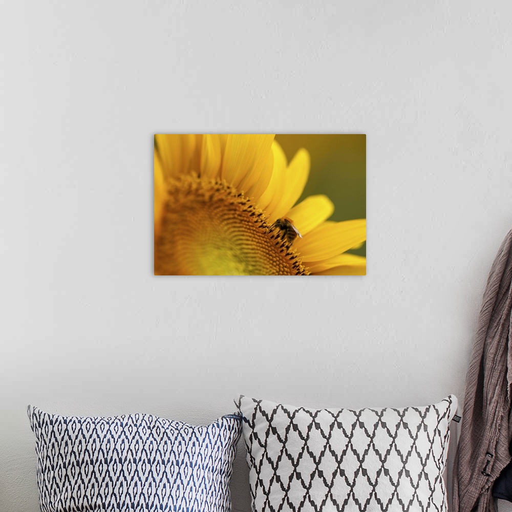 A bohemian room featuring Italy, Friuli Venezia Giulia, bee on a sunflower