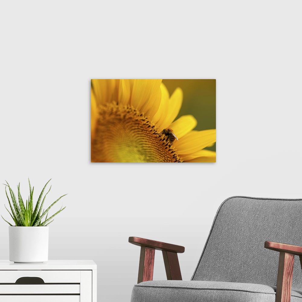 A modern room featuring Italy, Friuli Venezia Giulia, bee on a sunflower