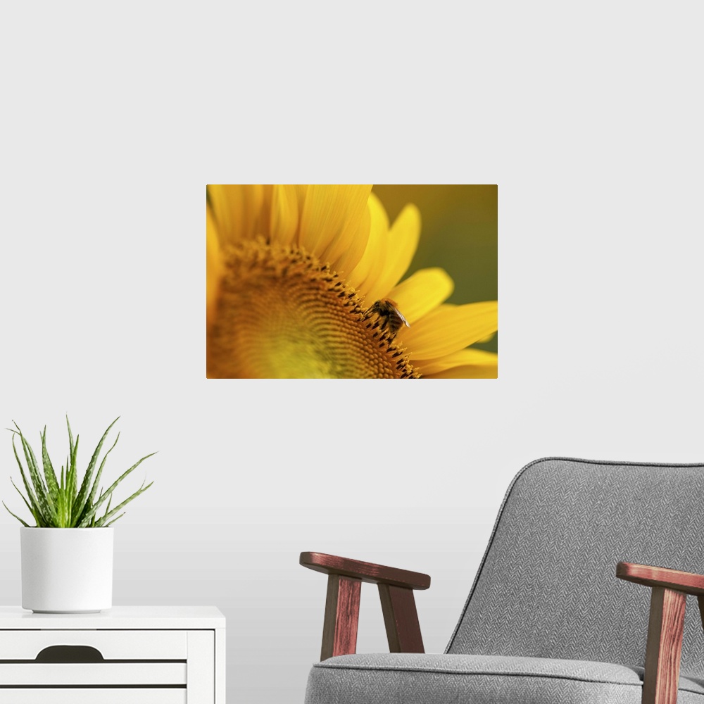 A modern room featuring Italy, Friuli Venezia Giulia, bee on a sunflower