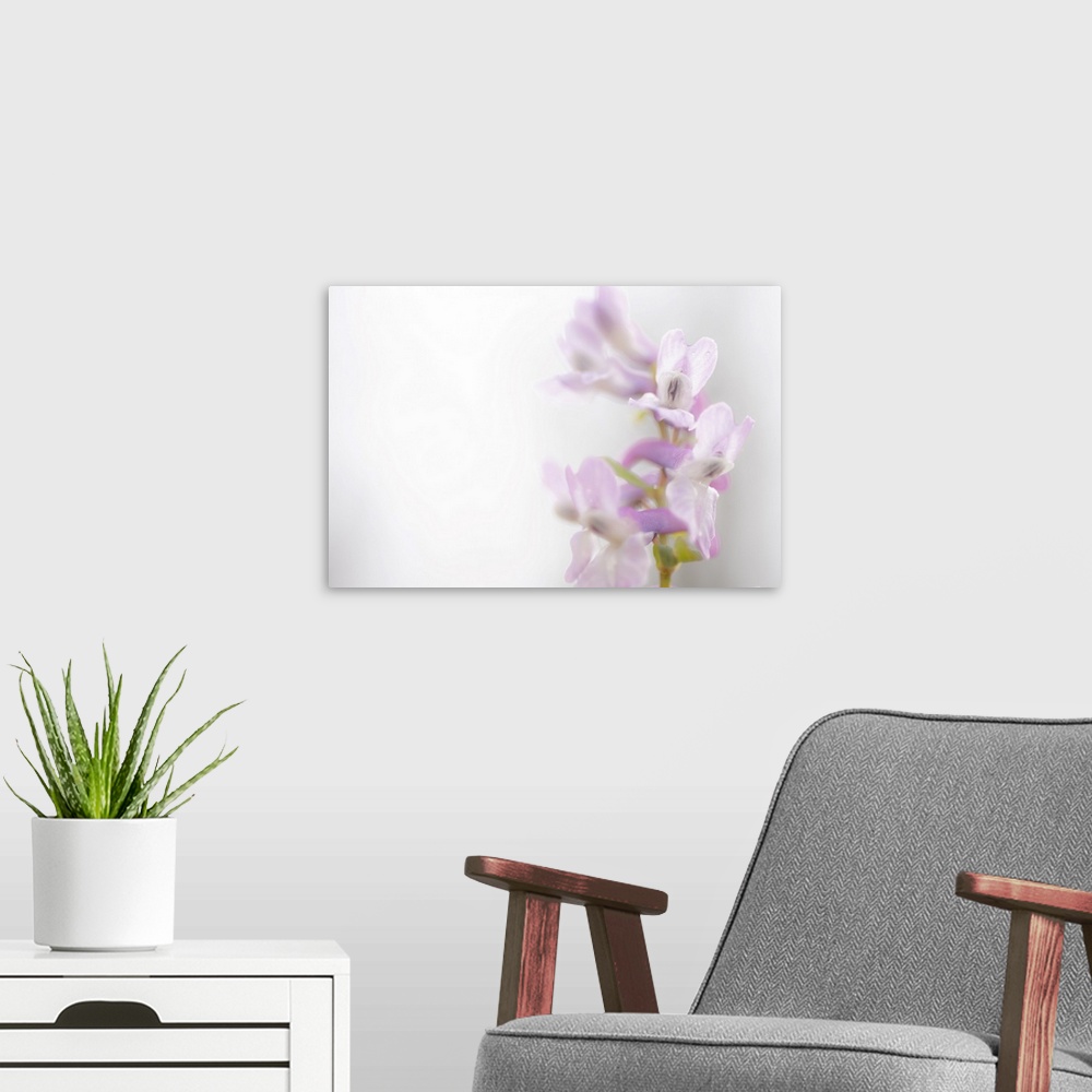 A modern room featuring Italy, Marche, Apennines, Mount Catria, Orchid in the fields in Spring