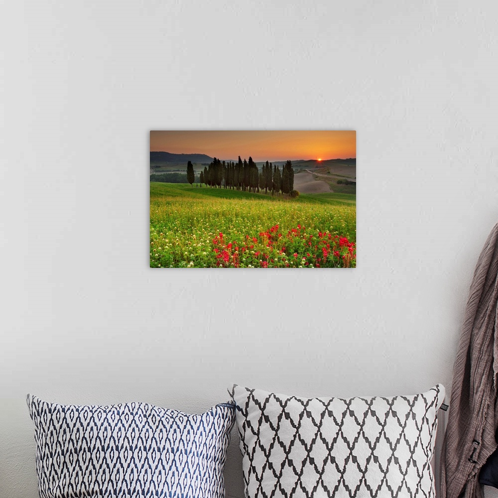 A bohemian room featuring Italy, Tuscany, Siena district, Orcia Valley, Cypress on the hill near San Quirico d'Orcia