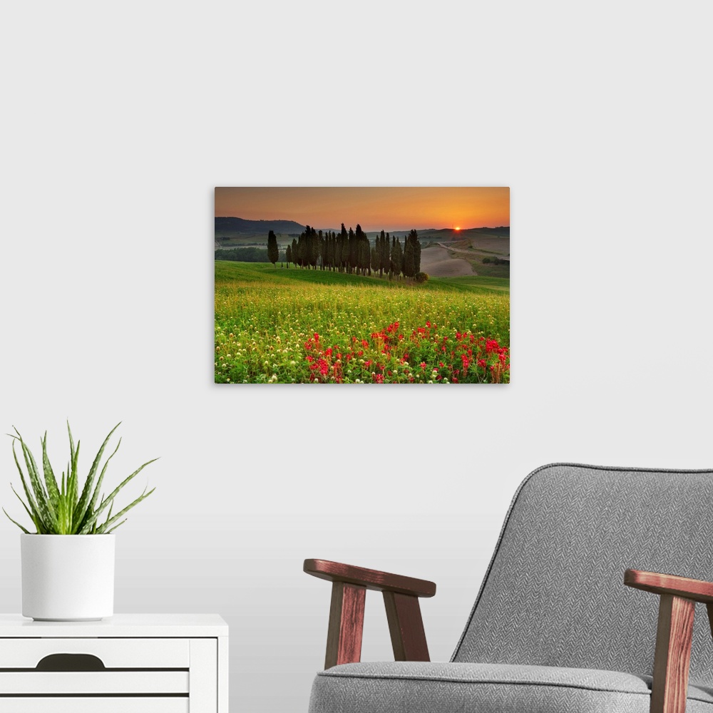 A modern room featuring Italy, Tuscany, Siena district, Orcia Valley, Cypress on the hill near San Quirico d'Orcia