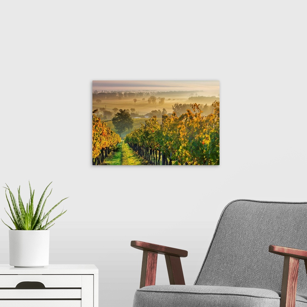 A modern room featuring Italy, Umbria, Perugia district. Autumnal Vineyards near Montefalco.