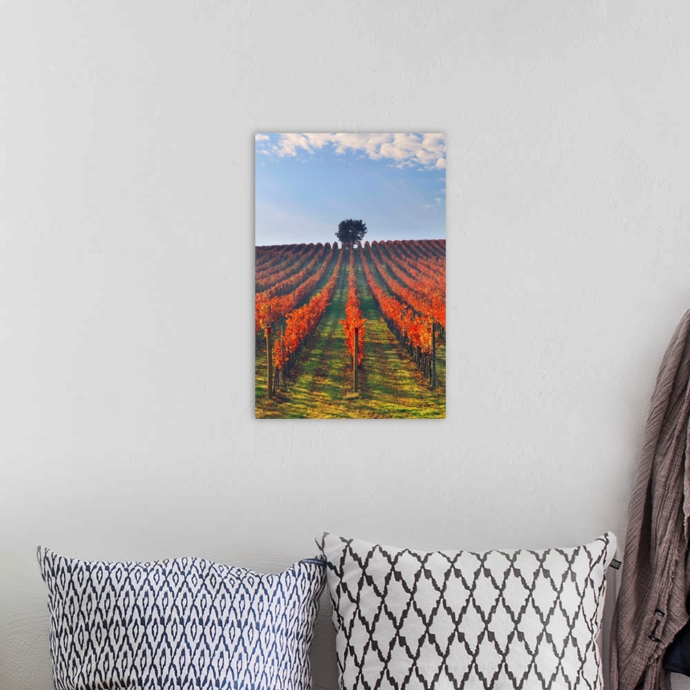 A bohemian room featuring Italy, Umbria, Perugia district. Autumnal Vineyards near Montefalco.