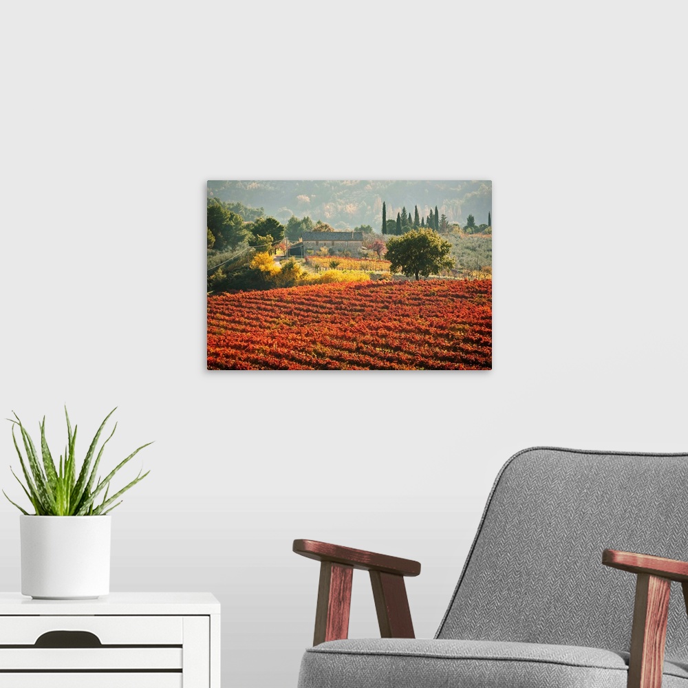 A modern room featuring Italy, Umbria, Perugia district. Autumnal Vineyards near Montefalco