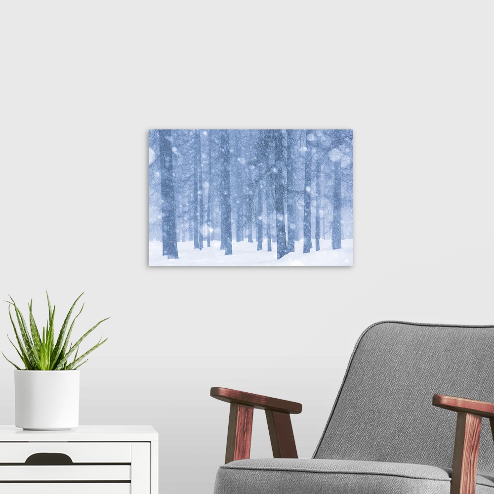 A modern room featuring Italy, Veneto, Magic atmosphere on larch trees under an heavy snowfall