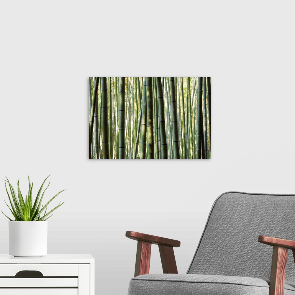 A modern room featuring Japan, Chubu Region, Kyoto, Arashiyama. Close up of a bamboo forest.