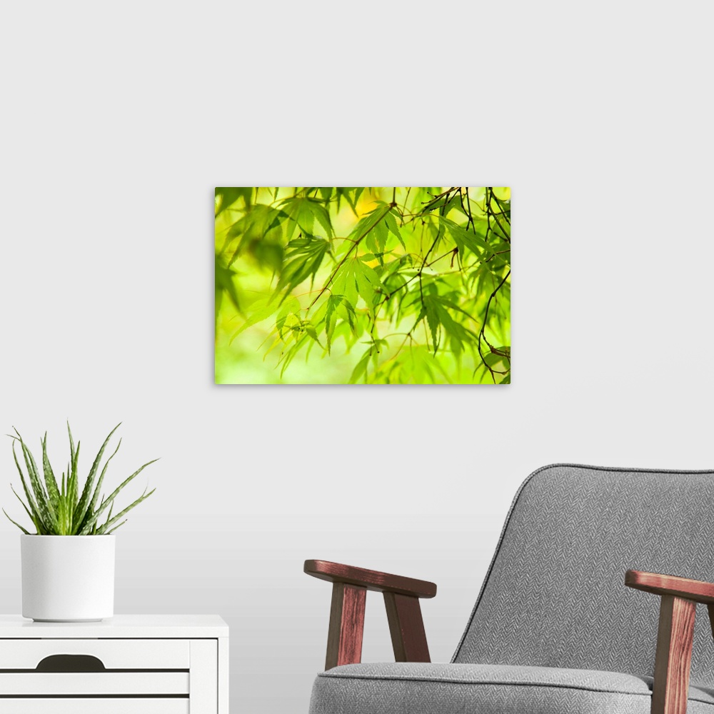 A modern room featuring Japanese Maple (Acer) tree in Springtime, England, UK