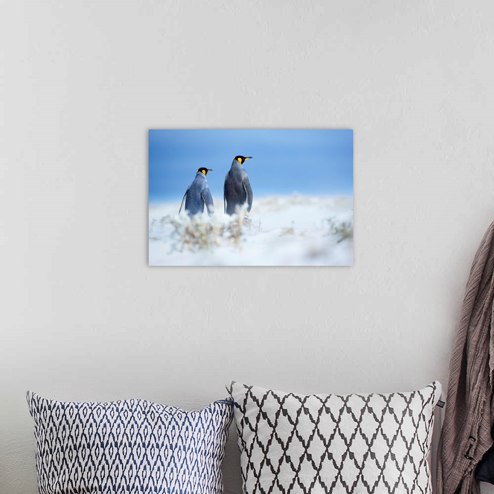 A bohemian room featuring King penguins standing in a sand storm, Volunteer Point, East Falkland, Falkland Islands, .