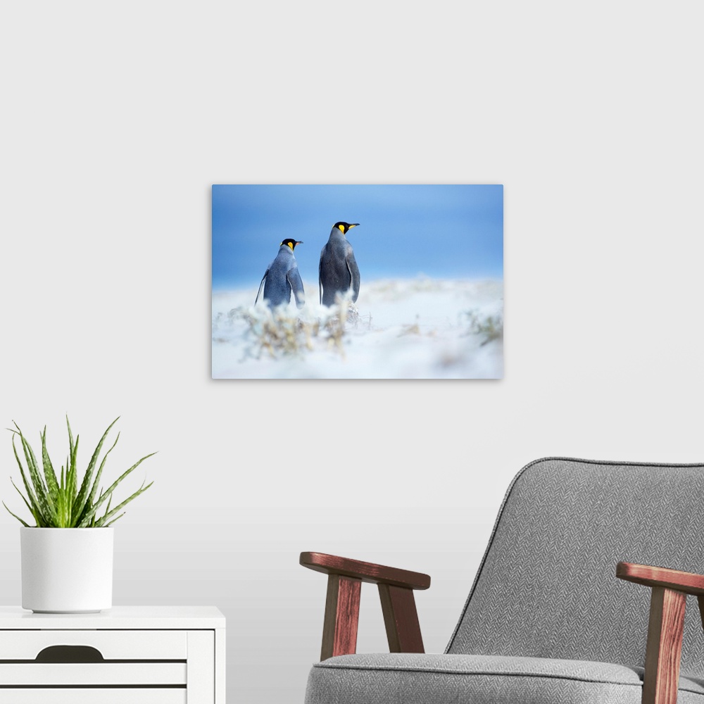 A modern room featuring King penguins standing in a sand storm, Volunteer Point, East Falkland, Falkland Islands, .