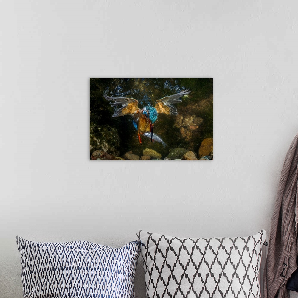 A bohemian room featuring kingfisher hunting a fish underwater.