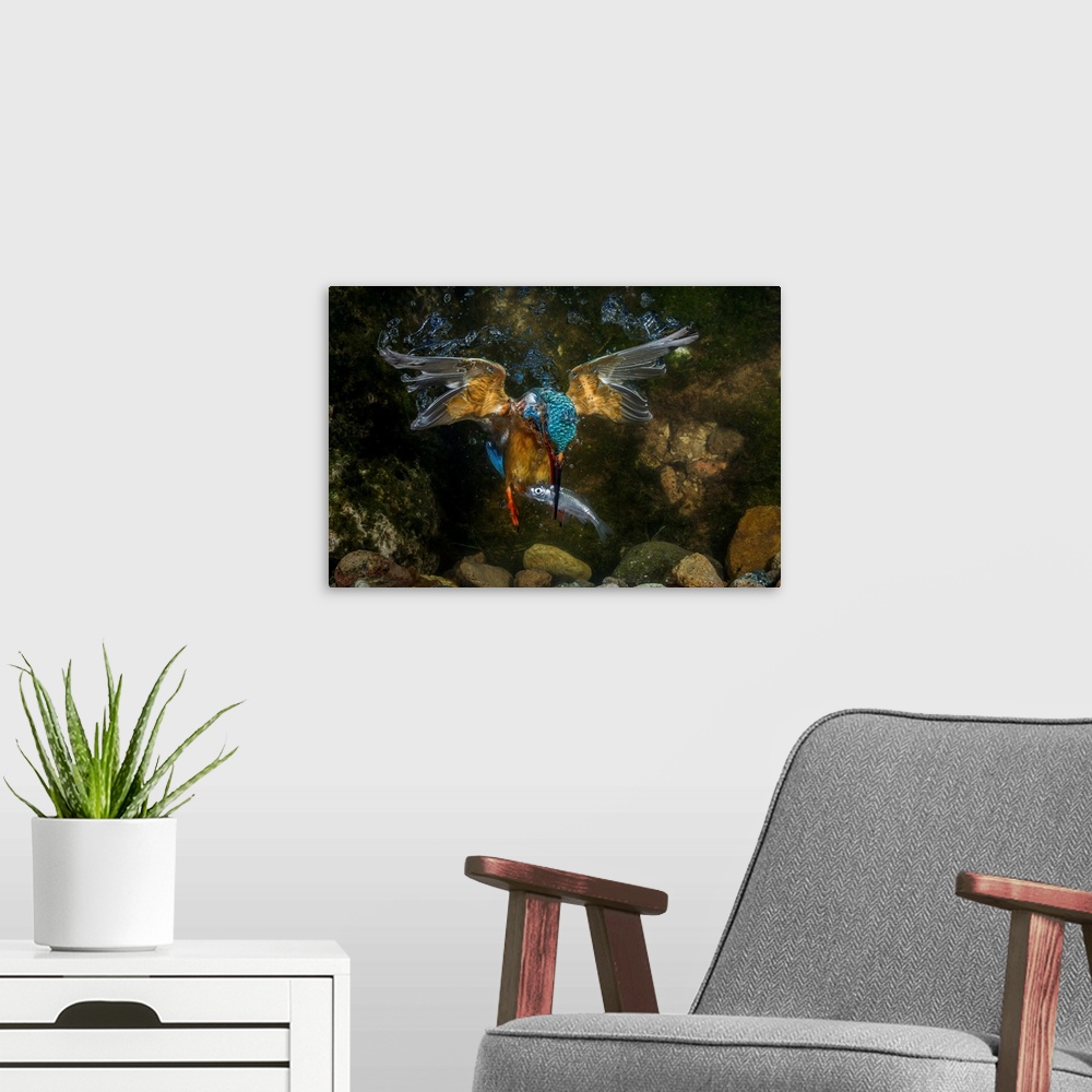 A modern room featuring kingfisher hunting a fish underwater.