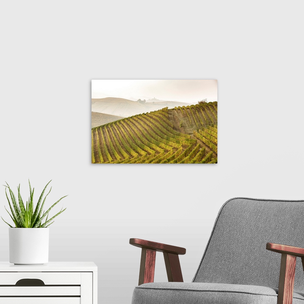 A modern room featuring Langhe, Piedmont, Italy. Autumn Landscape With Vineyards And Hills.