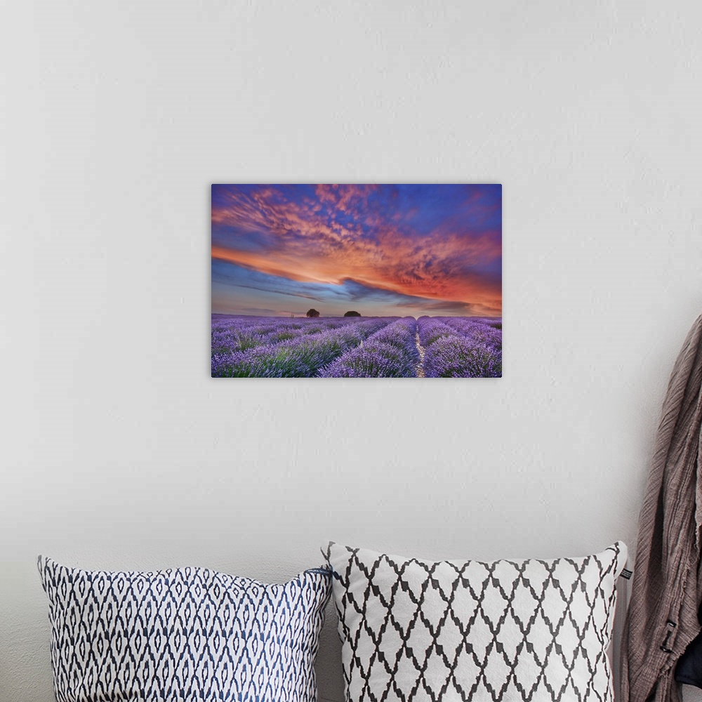 A bohemian room featuring Lavender field and burning clouds. France, Provence-Alpes-Cote d'Azur, Alpes de Haute Provence, F...