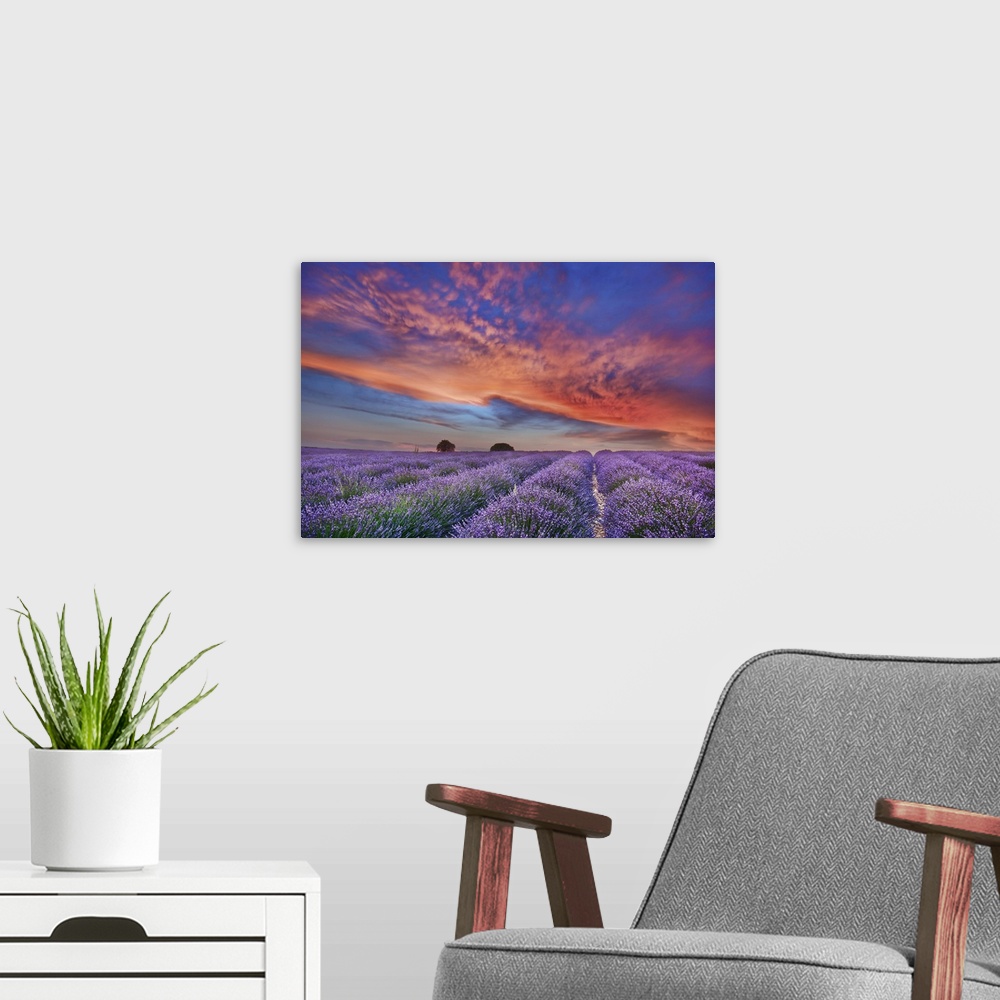 A modern room featuring Lavender field and burning clouds. France, Provence-Alpes-Cote d'Azur, Alpes de Haute Provence, F...