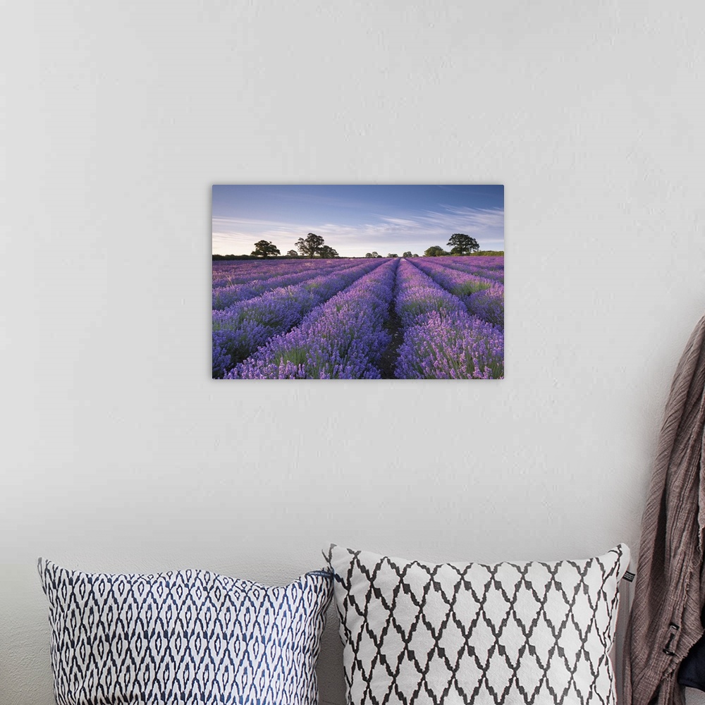 A bohemian room featuring Lavender field at dawn, Somerset, England. Summer (July)