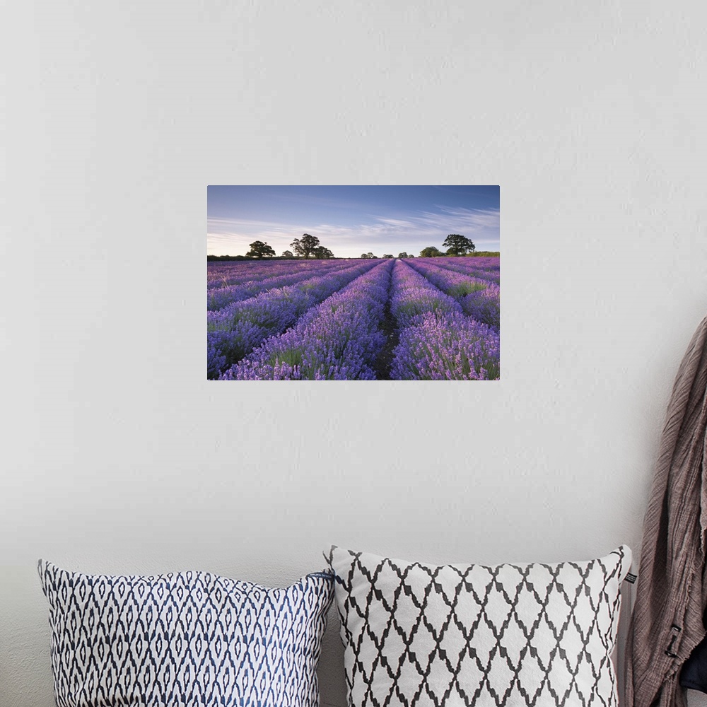 A bohemian room featuring Lavender field at dawn, Somerset, England. Summer (July)