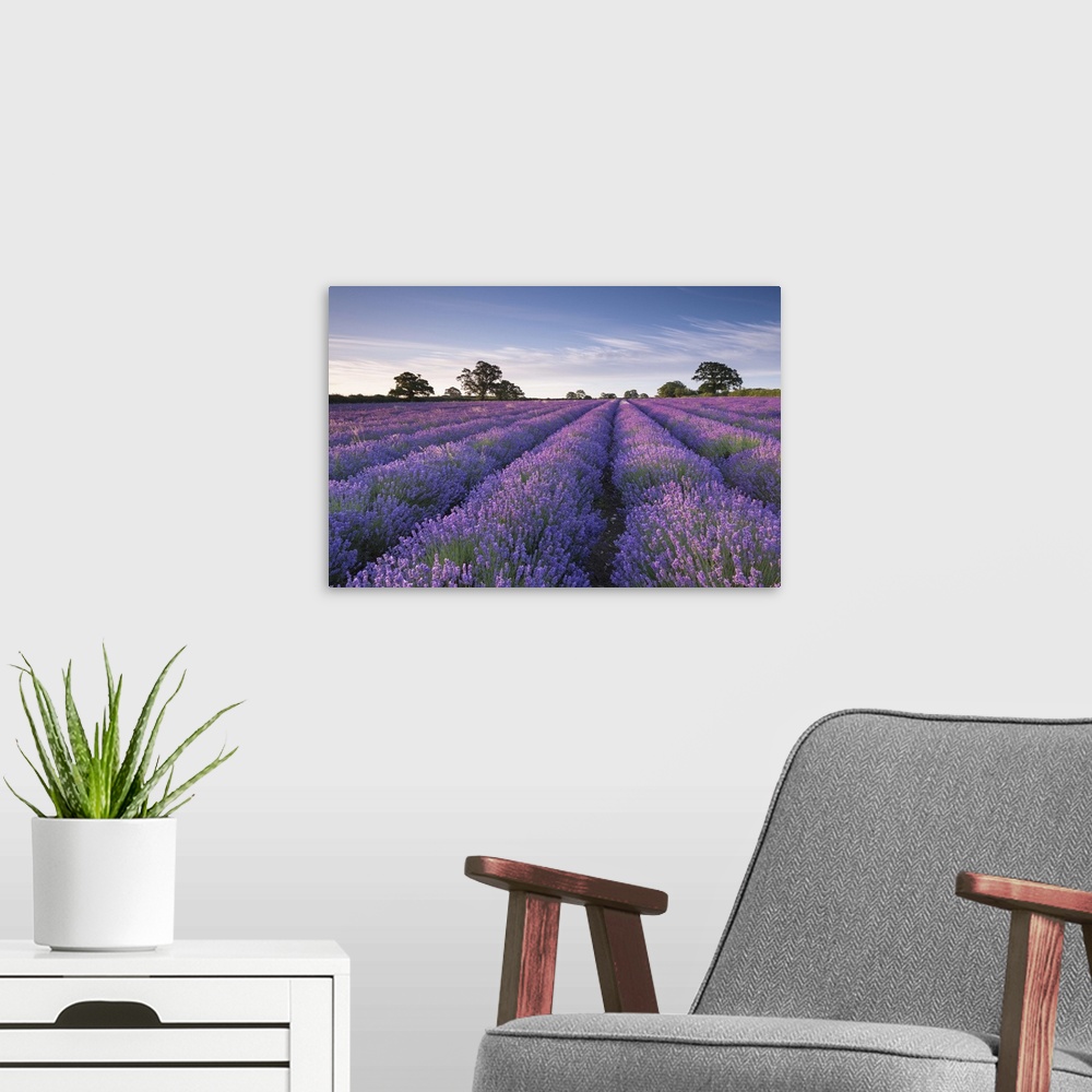 A modern room featuring Lavender field at dawn, Somerset, England. Summer (July)