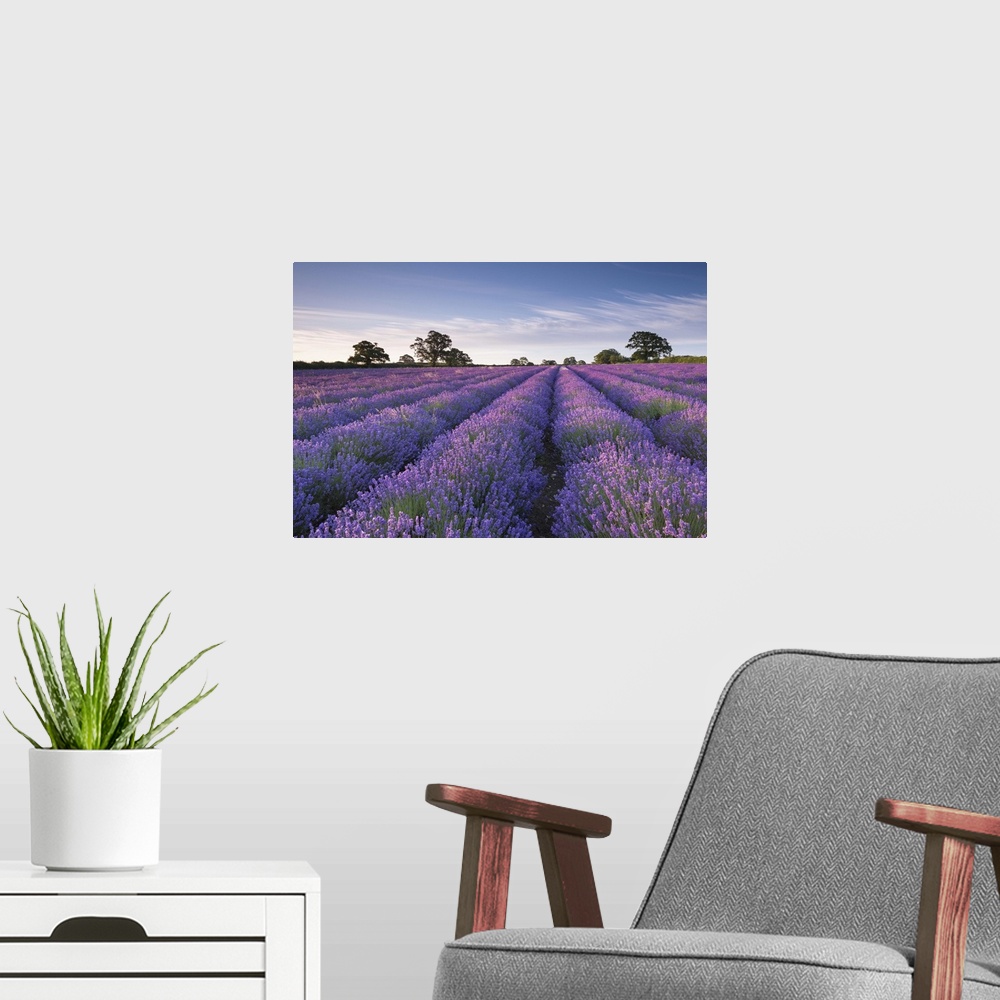 A modern room featuring Lavender field at dawn, Somerset, England. Summer (July)