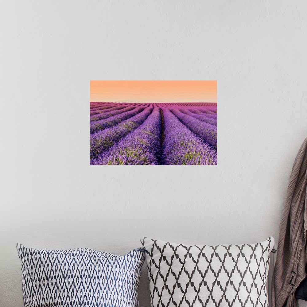 A bohemian room featuring Lavender field at sunset, Plateau de Valensole, Provence, France.
