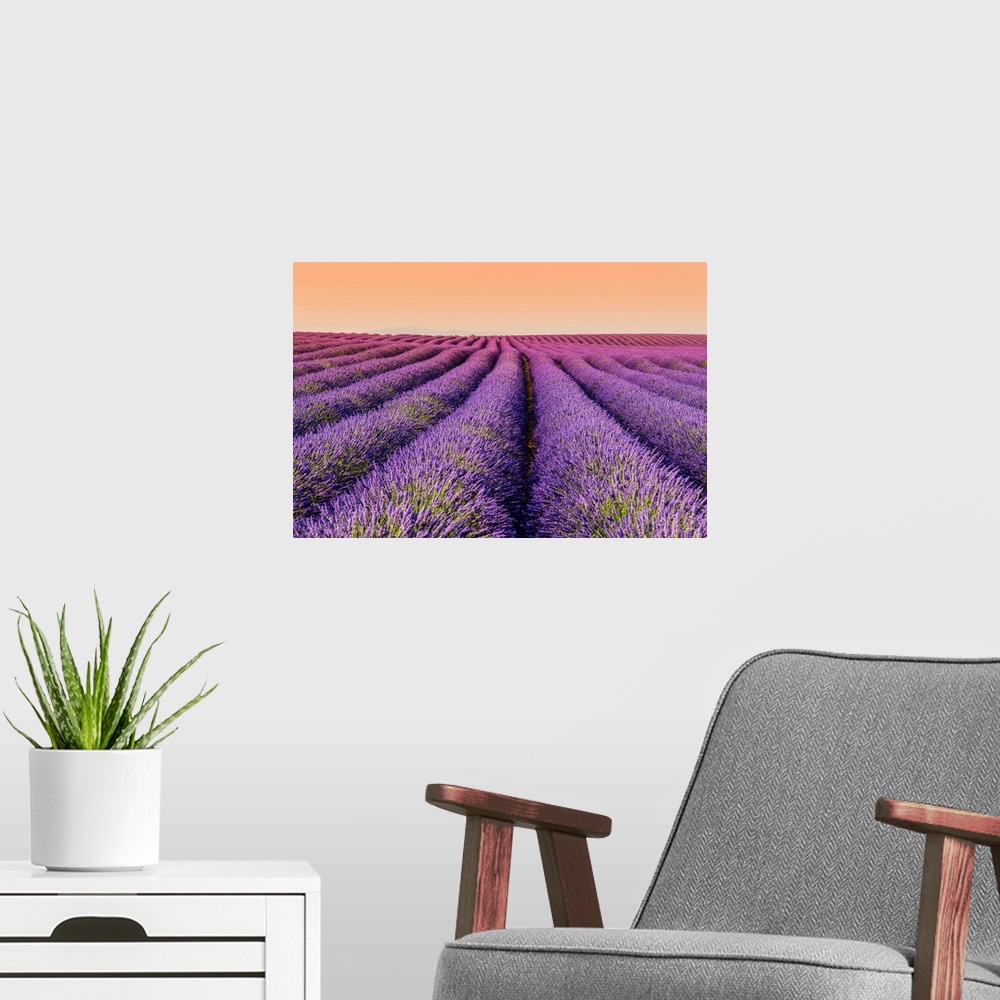 A modern room featuring Lavender field at sunset, Plateau de Valensole, Provence, France.