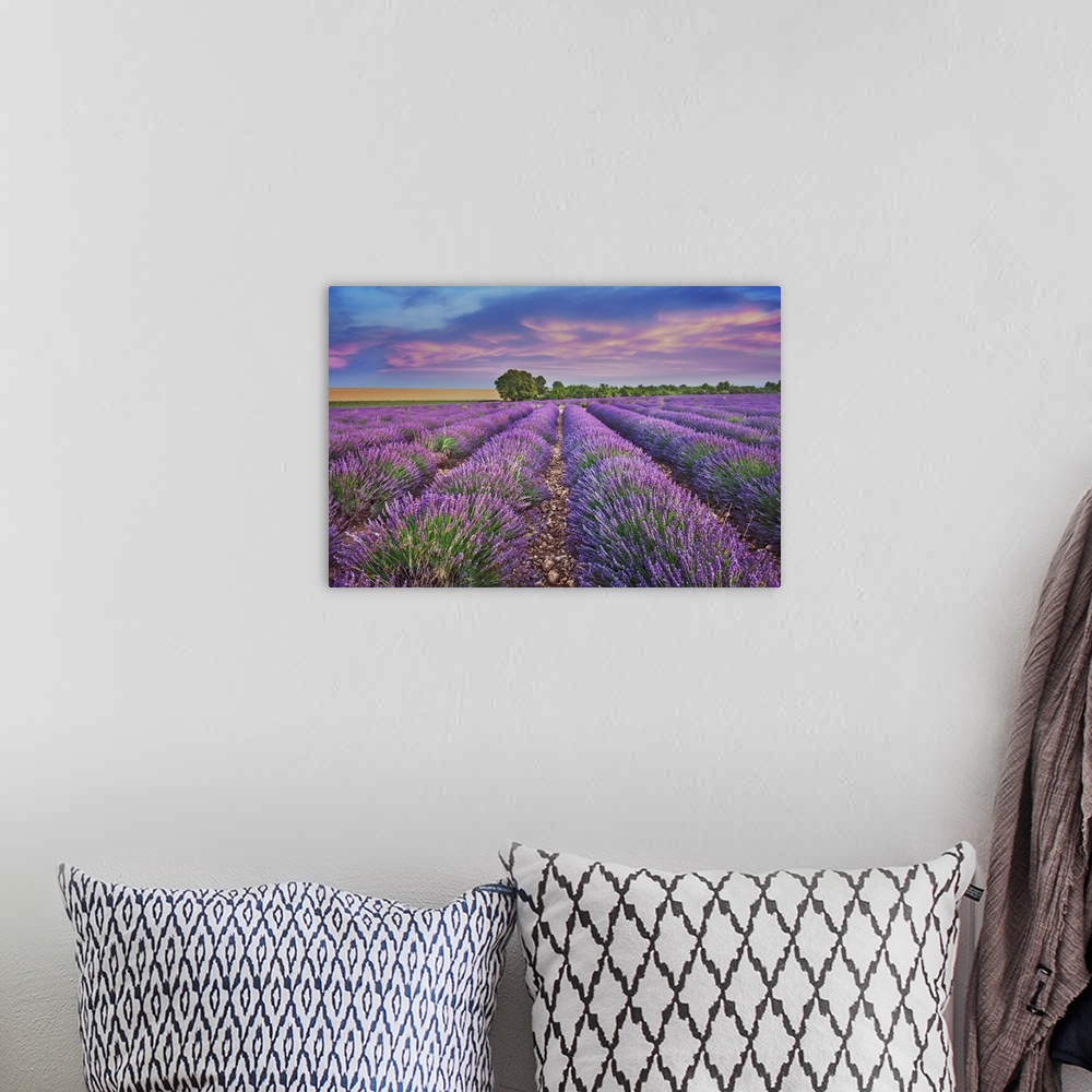 A bohemian room featuring Lavender field. France, Provence-Alpes-Cote d'Azur, Alpes de Haute Provence, Forcalquier, Valenso...