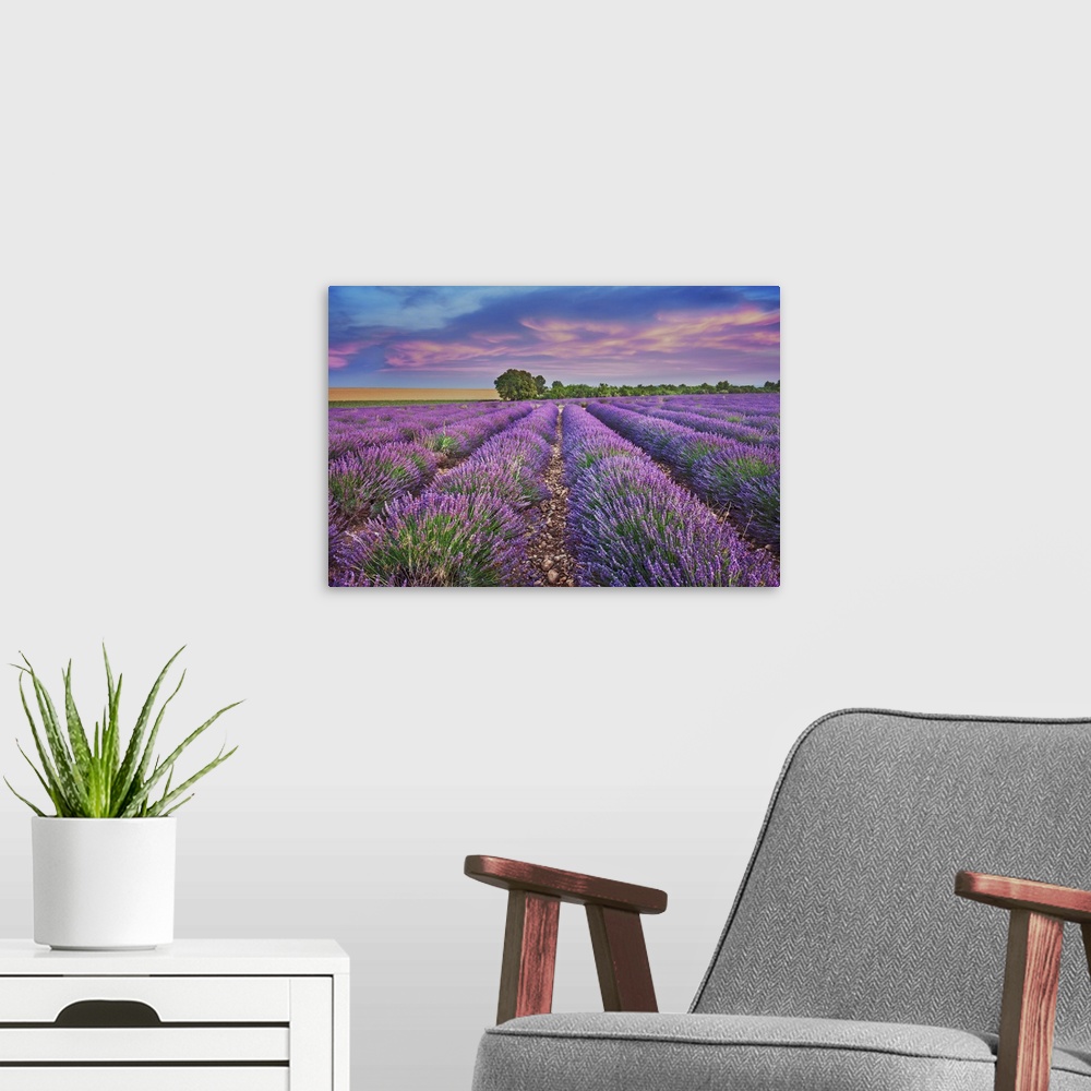 A modern room featuring Lavender field. France, Provence-Alpes-Cote d'Azur, Alpes de Haute Provence, Forcalquier, Valenso...