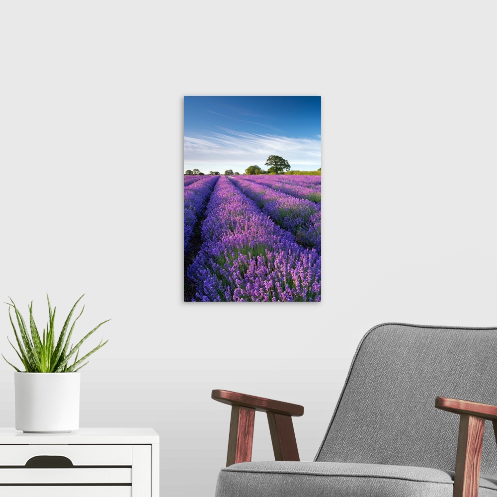A modern room featuring Lavender field in flower, Faulkland, Somerset, England. Summer (July) 2014.