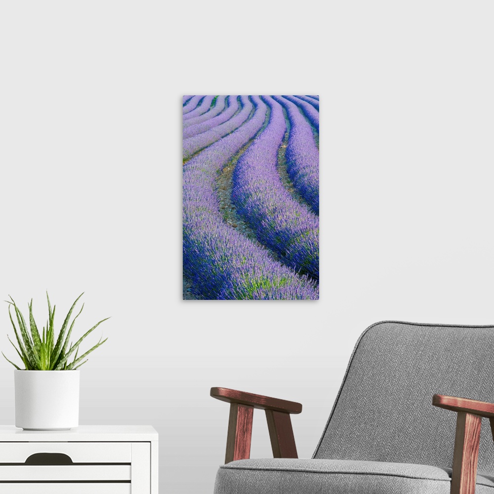 A modern room featuring Lavender Field near Valensole, Provence-Alpes-Cote d'Azur, France