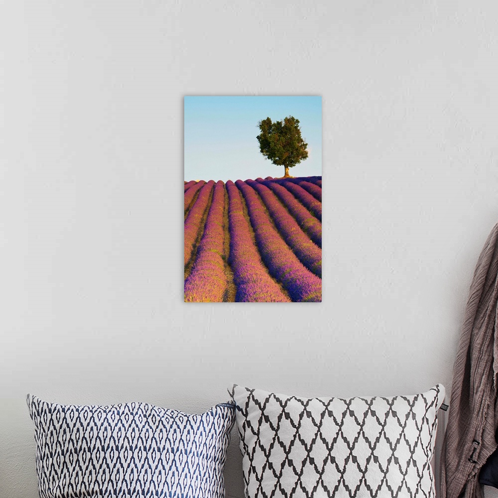 A bohemian room featuring Lavender Field, Provence-Alpes-Cote d'Azur, France