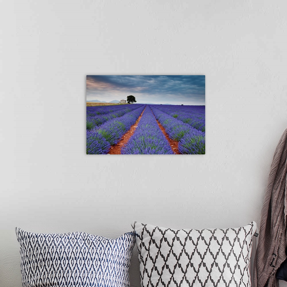 A bohemian room featuring Lavender Field, Valensole Plain, Alpes-De-Haute-Provence, France