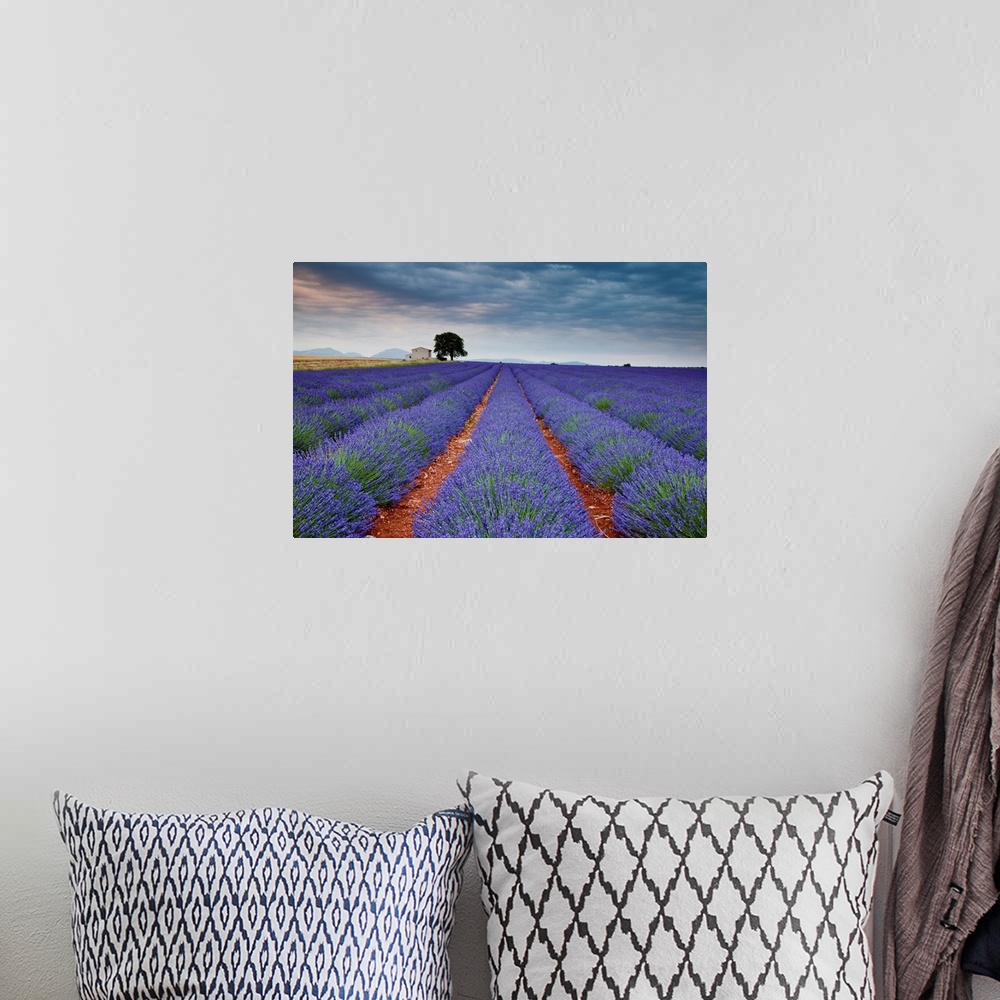 A bohemian room featuring Lavender Field, Valensole Plain, Alpes-De-Haute-Provence, France