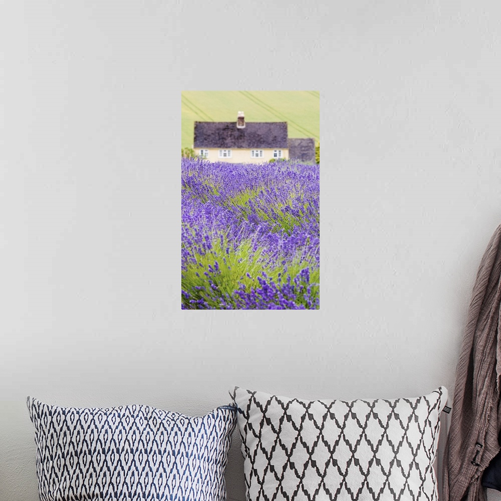 A bohemian room featuring Lavender fields, Cotswolds, Worcestershire, UK